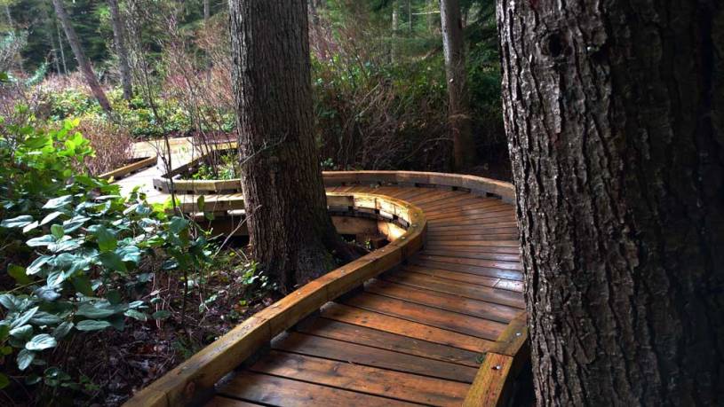 Boardwalk extension through southeastern grove of Camosun Bog/Naomi Reichstein photo