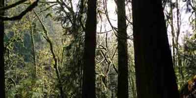 Sun breaks out after rainfall at Arroyo Park, Bellingham/Naomi Reichstein photo