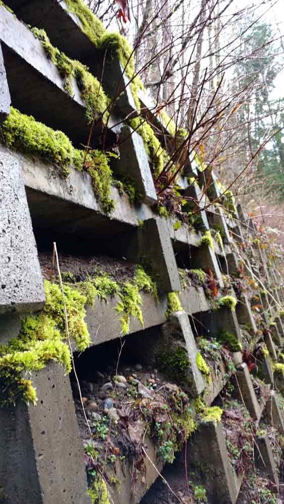 Retaining wall on the Interurban, greened with moss and sedum/Naomi Reichstein photo