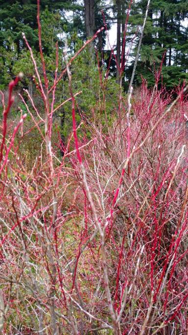 Early spring colors at the Camosun Bog/Naomi Reichstein photo