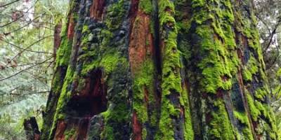 Stones for eyeballs placed in indents made by 1890s lumberjacks. Pacific Spirit Regional Park, Vancouver. Photo: Naomi Reichstein