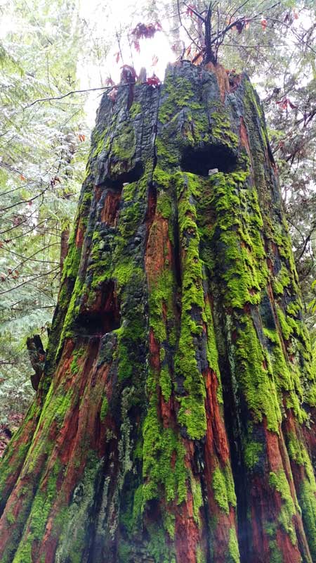 Stones for eyeballs placed in indents made by 1890s lumberjacks. Pacific Spirit Regional Park, Vancouver. Photo: Naomi Reichstein
