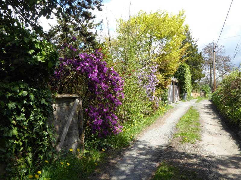 Lane running from 36th to Linden parallel to the Arbutus Greenway, Vancouver. Photo: Naomi Reichstein