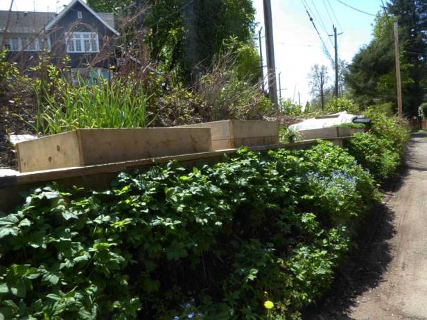 Urban farm nestled into the Arbutus Greenway embankment, one of many neighbourhood farms on public lands along the former railbed. Photo: Naomi Reichstein